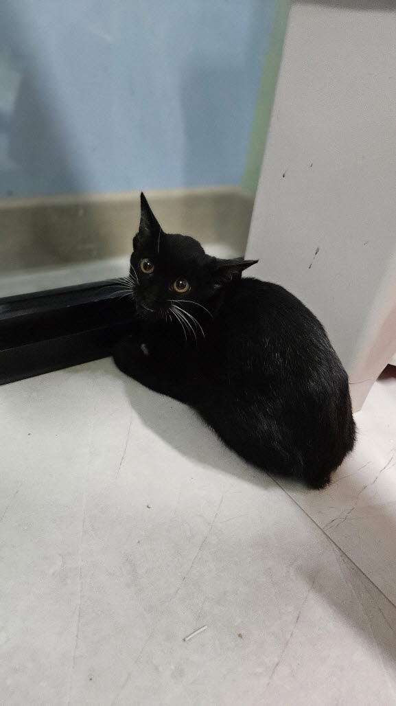 익산유기동물보호소_445468202502915